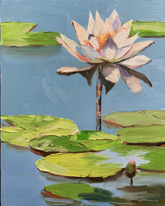 Water Lily. Lilies pond.