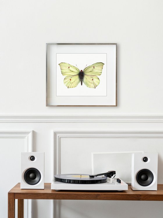 Common brimstone (Gonepteryx rhamni), male, ukrainian lemon butterfly