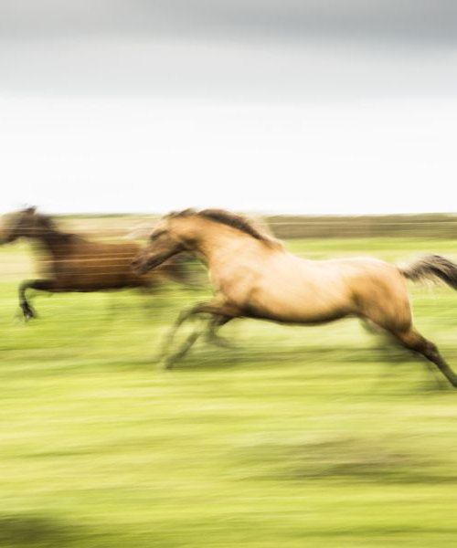 Running Free by Andrew Lever