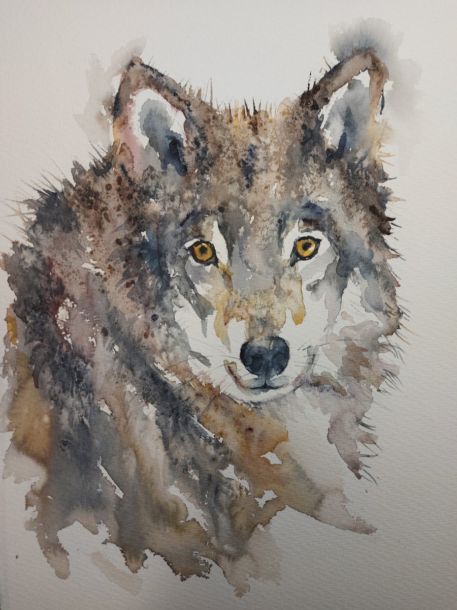 Wolf by Sue Green