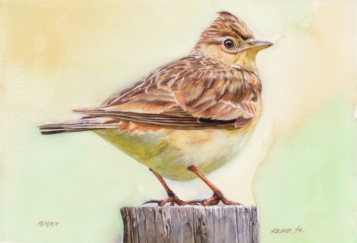 BIRD XC by REME Jr.