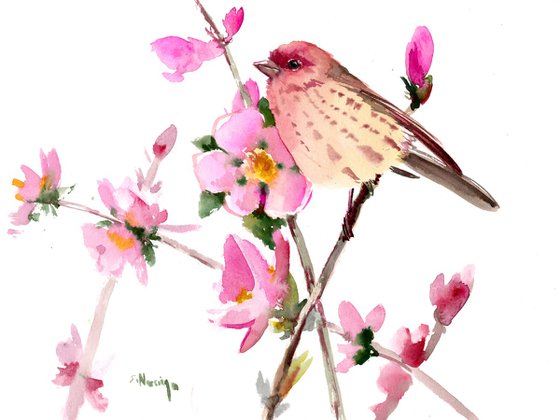 HouseFinch in the Spring