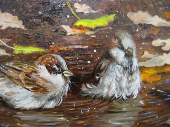 Sparrows bathing