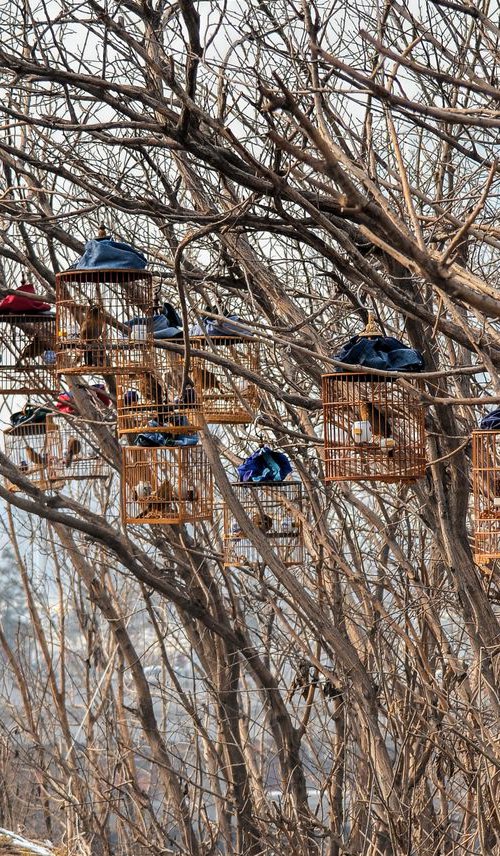 Birdcages (Ready To Hang) by Serge Horta