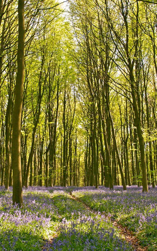 A Walk in the Beech Woods by Alex Cassels