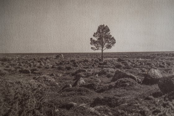 Solovki, lonely tree