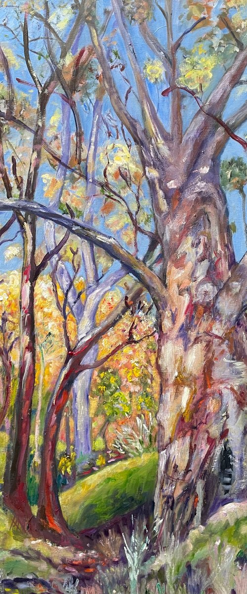Eucalyptus Tree by Maureen Finck