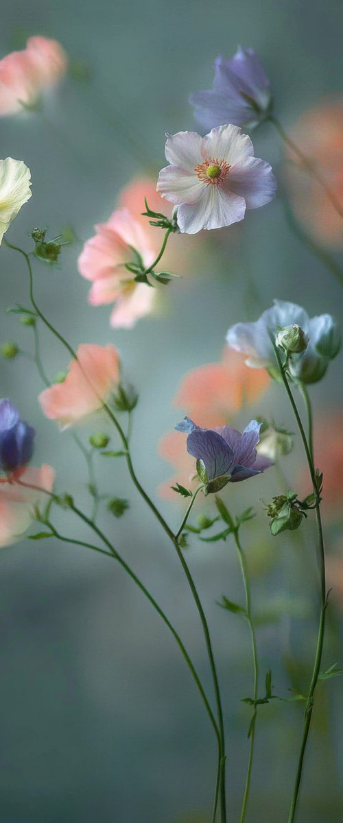 Fragile by Viet Ha Tran