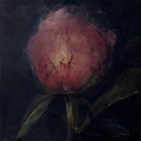 Pink peony