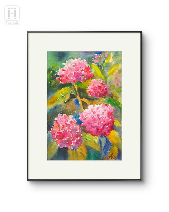 Pink Hydrangeas flowers