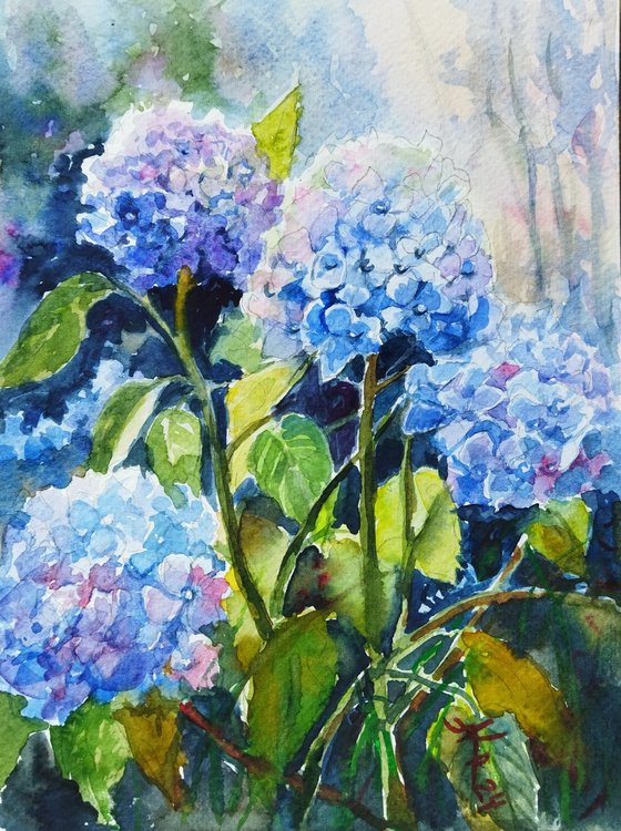 Hydrangeas flowers