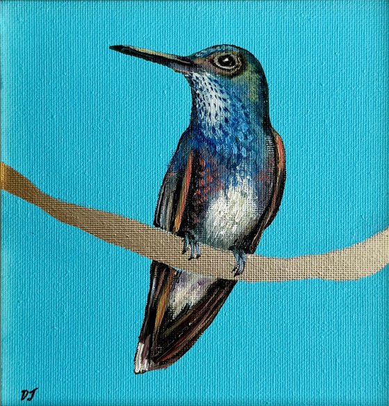 Hummingbird White Belly