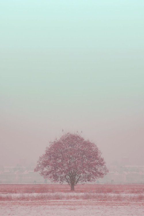 pink tree by Louise O'Gorman