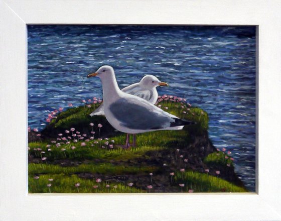 Nesting Herring Gulls near St Just