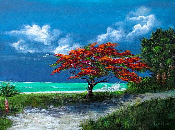Flamboyan Tree