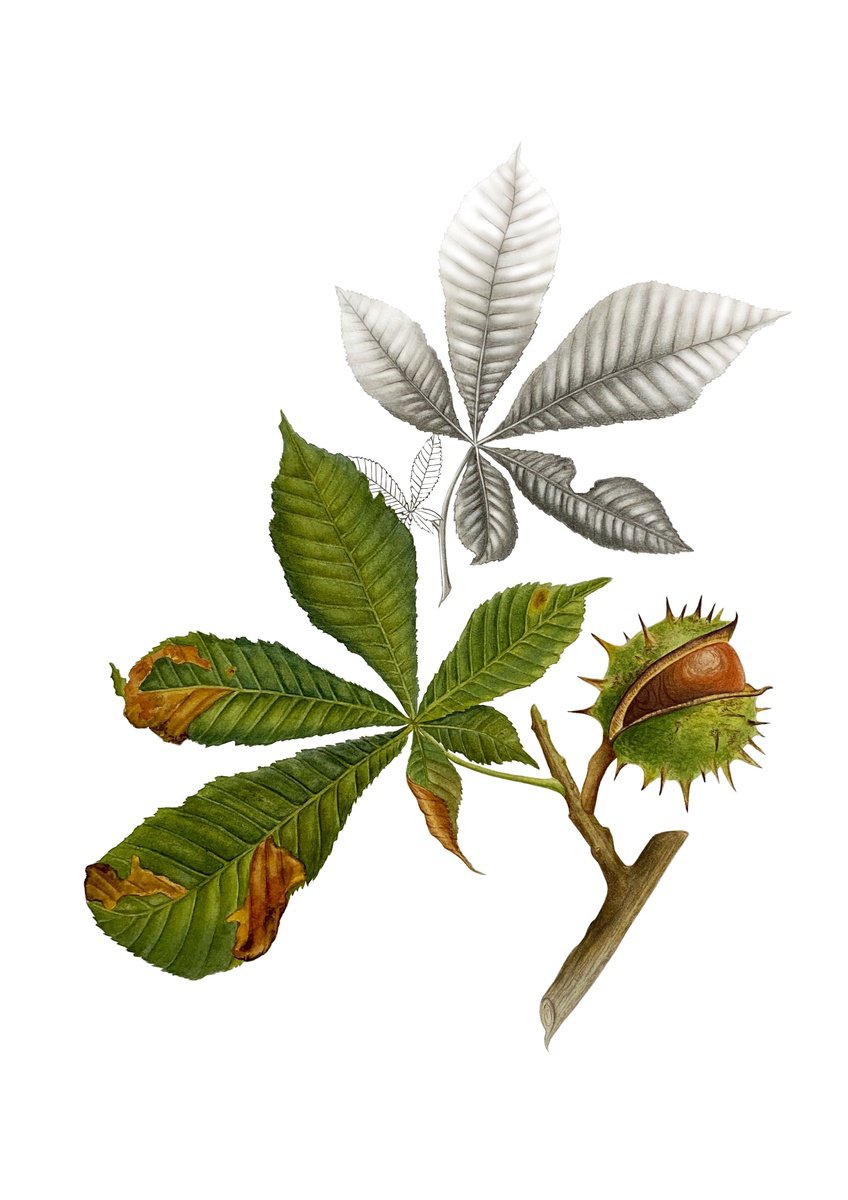 Photorealistic Botanical Watercolour By Tina Shyfruk, 12 X 16", Chestnut Branch, Original Artwork