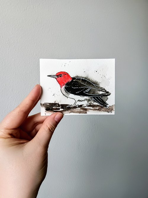 Red-headed woodpecker #4 by Svetlana Wittmann