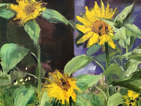 Sunflowers & Shed