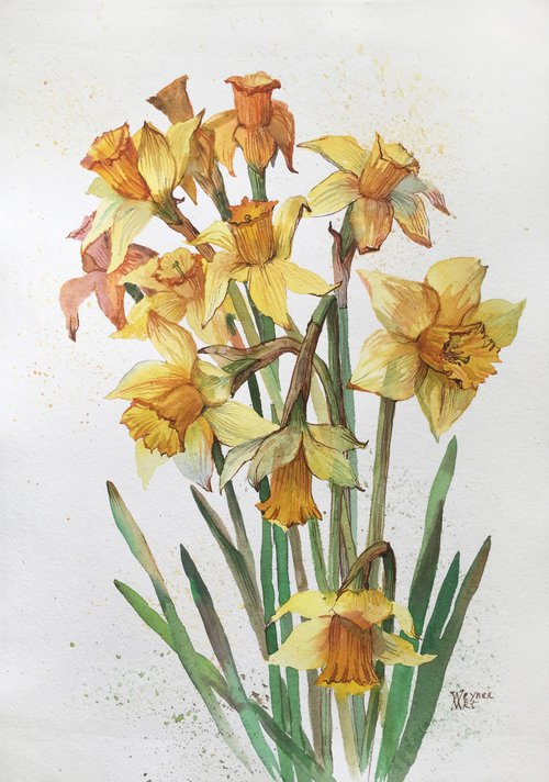 Daffodils. Spring flowers. Botanical painting. by Natalia Veyner