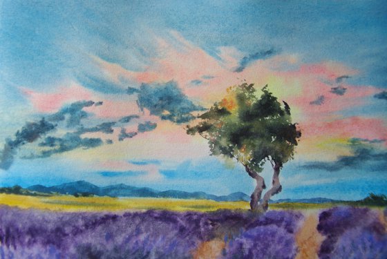 The fields of lavender