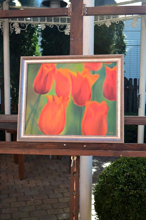 Scarlet tulips