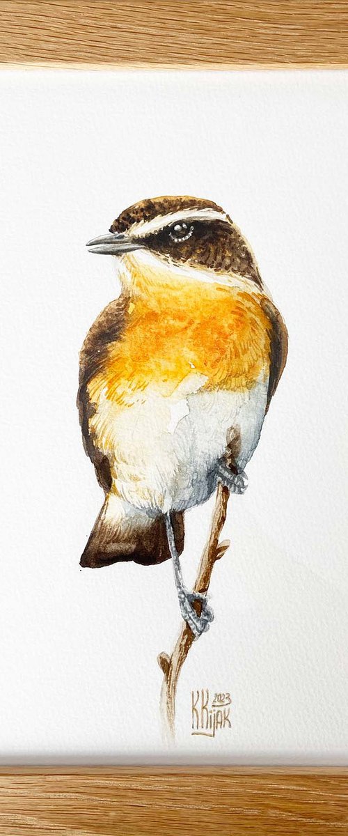 Whinchat bird by Karolina Kijak