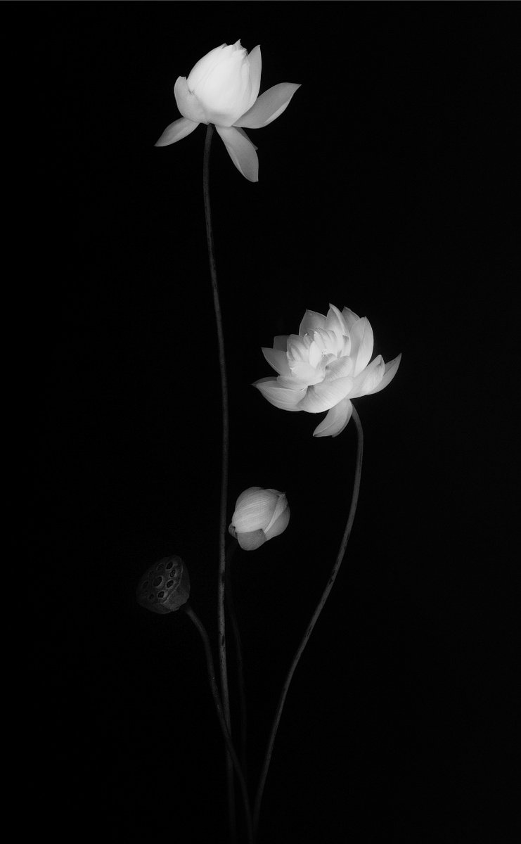 IN HARMONY -SPARKLE- #004 Lotus by Keiichiro Muramatsu