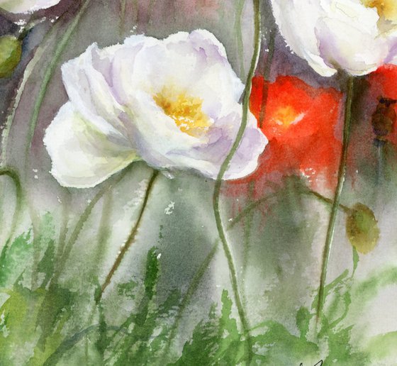 White poppies