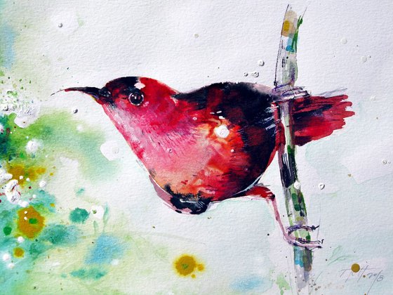 red hummingbird