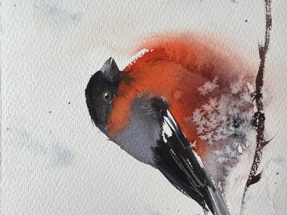 Bullfinch #2