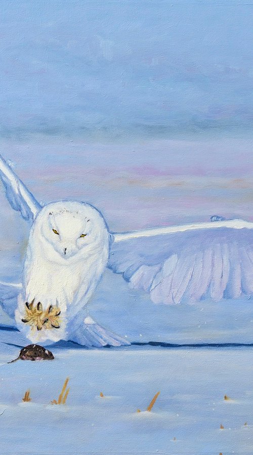 In The Bleak Midwinter - Snowy Owl by Jason Edward Doucette