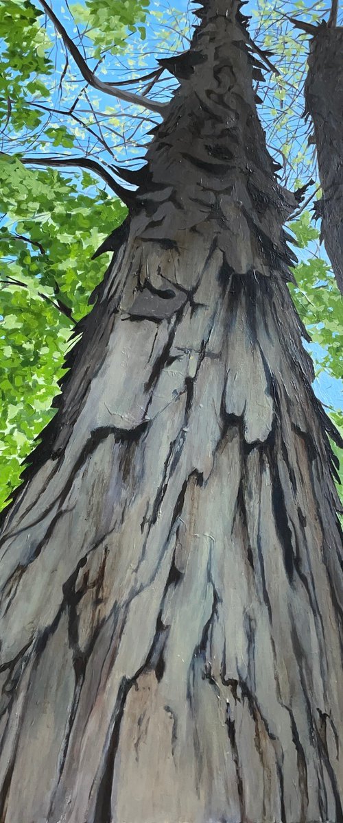 Shagbark Hickory Trees by Anne Shaughnessy