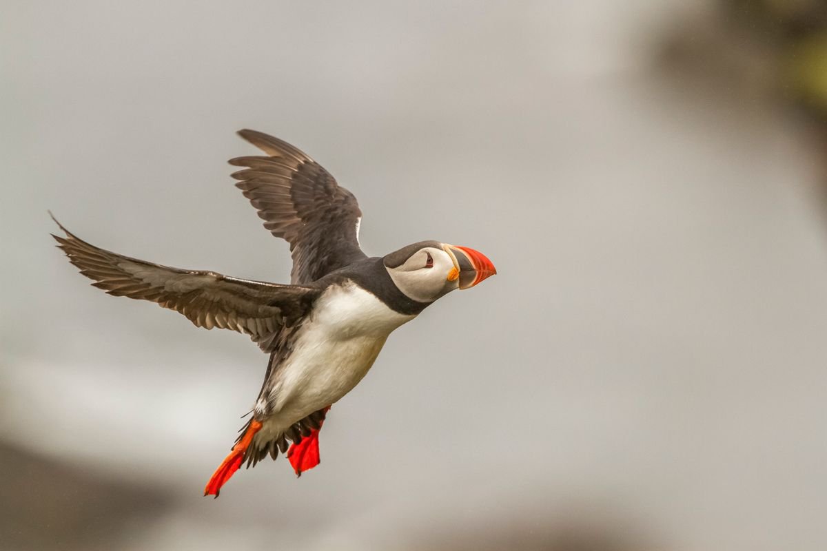 Photography | Birds | Fratercula arctica by Boris Belchev