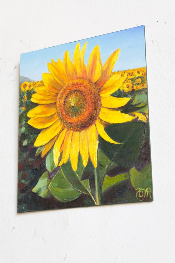 Sunlit sunflower