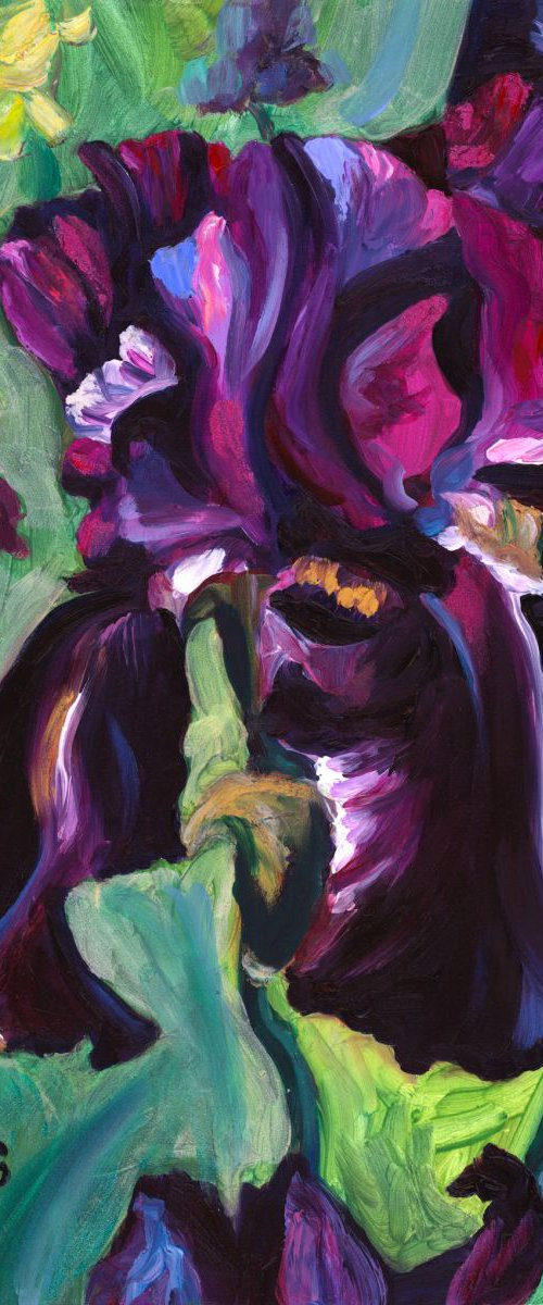 "Swazi Princess" Bearded Iris by Christina M Plichta