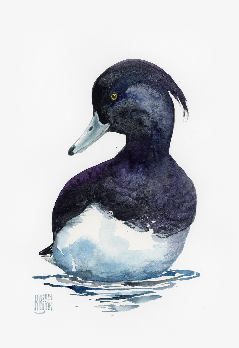 Tufted duck by Karolina Kijak