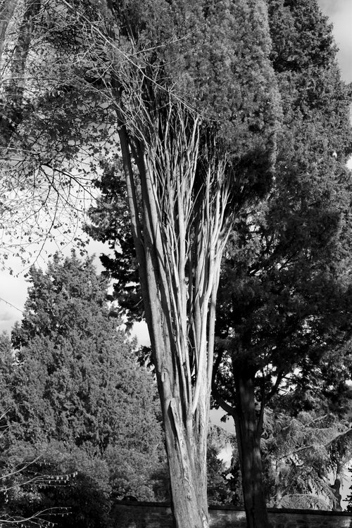#73 Florence Nature -cypress by Mattia Paoli