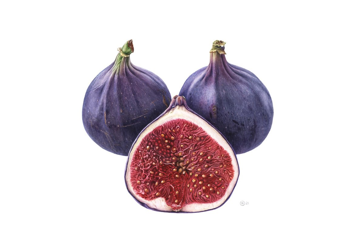 Photorealistic Botanical Watercolour By Yuliia Moiseieva, 22 X 15", Scream Of Figs, Original Artwork