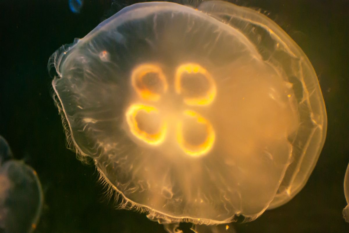 Orange Jellyfish by Eugene Norris