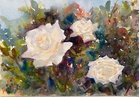 White roses