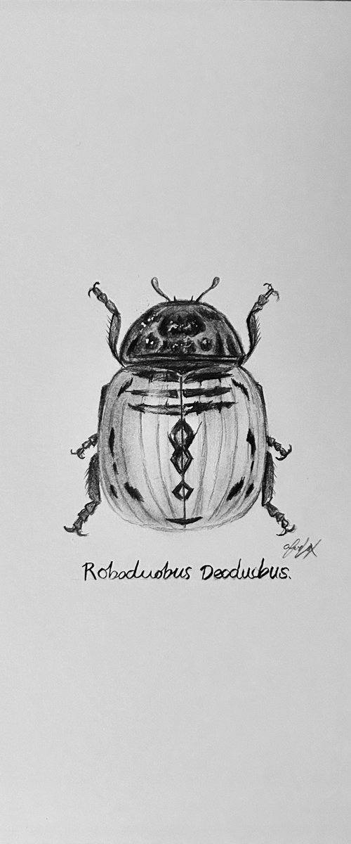 Roboduobus Deoduobus by Amelia Taylor