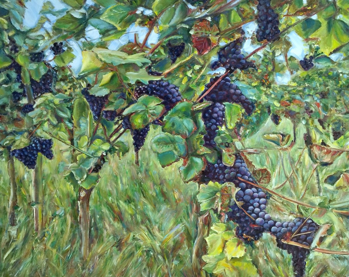 Vineyards by Jura Kuba Art