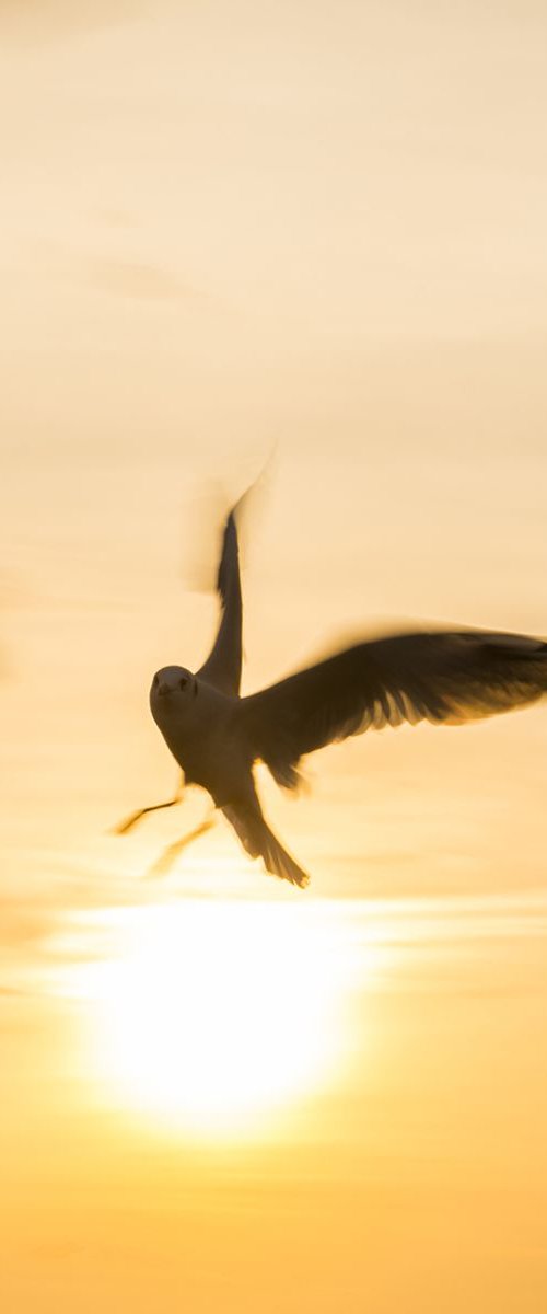 SUNSHINE SEAGULL by Andrew Lever