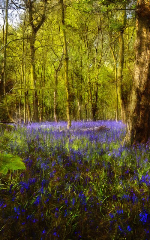 Bluebells 3 by Alistair Wells