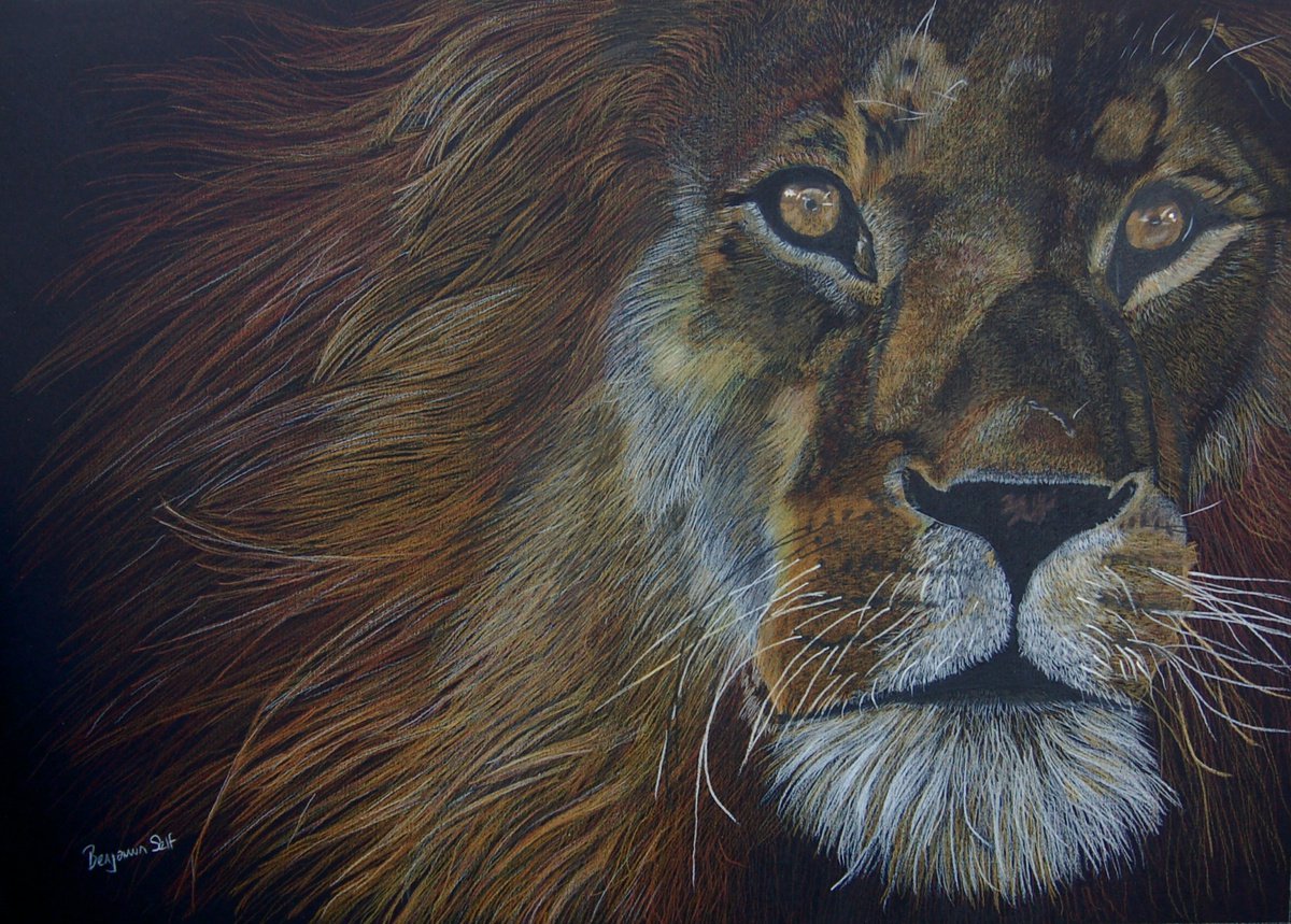 Lion (study) by Benjamin Self