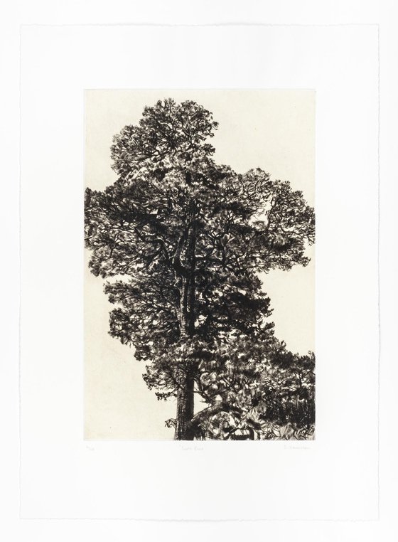 Scots Pine