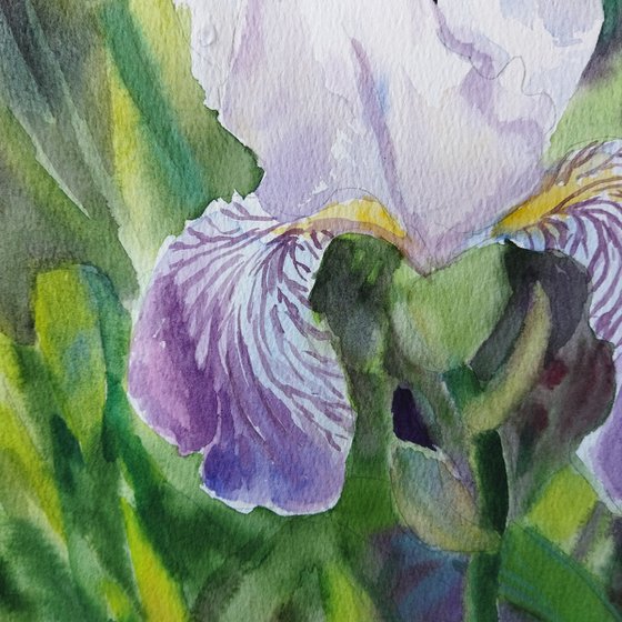 Iris in garden