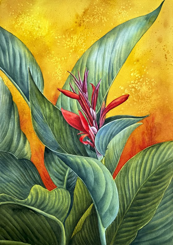 Canna  Firebird