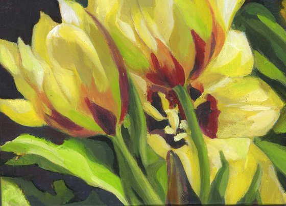 yellow tulips