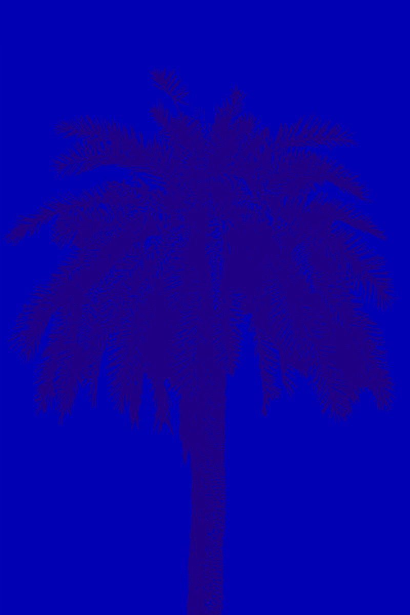 Palm tree_2 by Kosta Morr